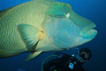   Diver observing Napoleon Wrasse Cheilinus undulatus aka Humphead Maori Bluetooth Groper Giant Maldives Blue-tooth Blue tooth  